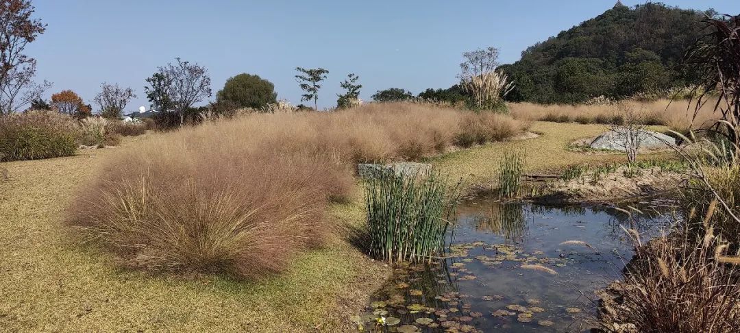 广富林遗址公园和辰山植物园考察丨中国上海丨亦境景观院-48