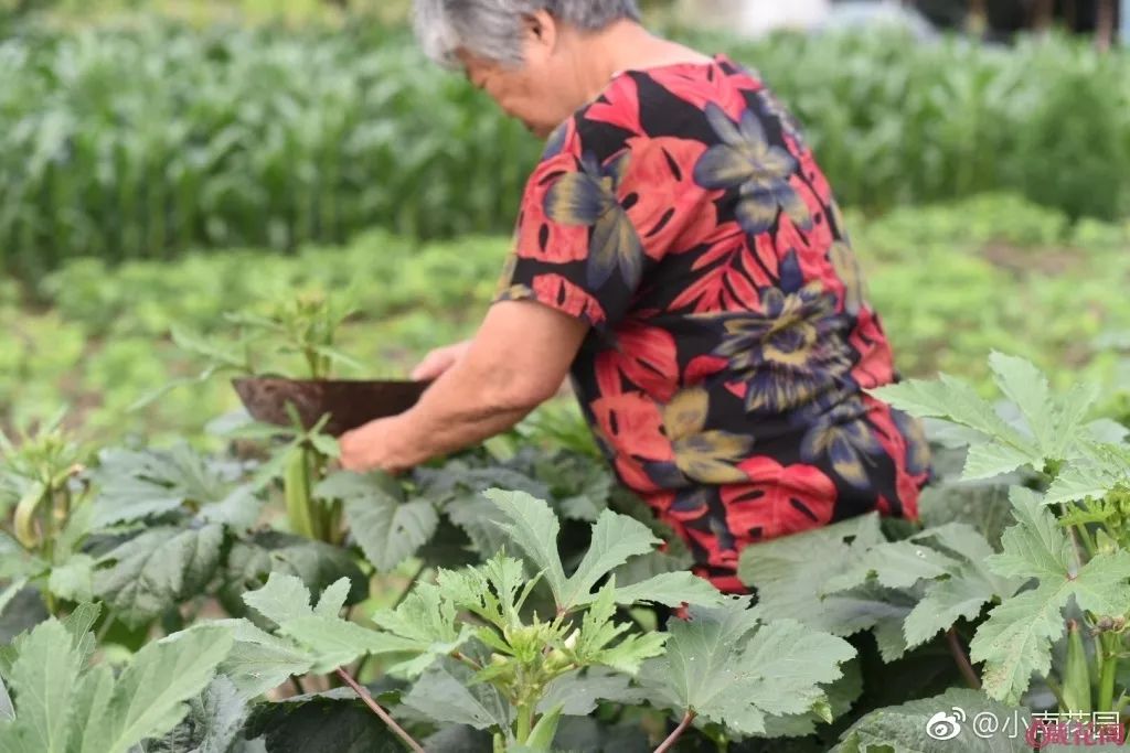 78岁爷爷改造荒废院子，为孙女建起一座花园-147