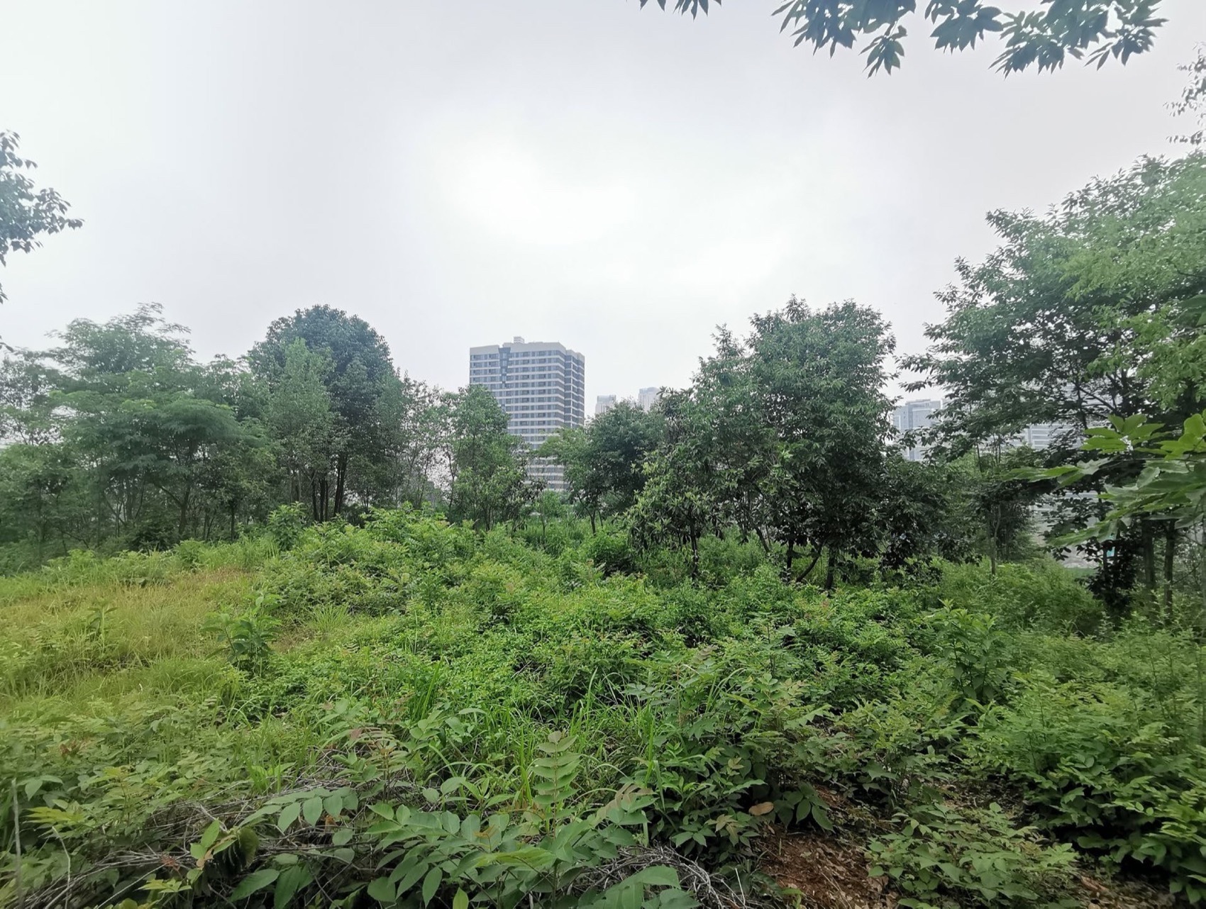 麓野公园丨中国成都丨四川乐道景观设计有限公司-238