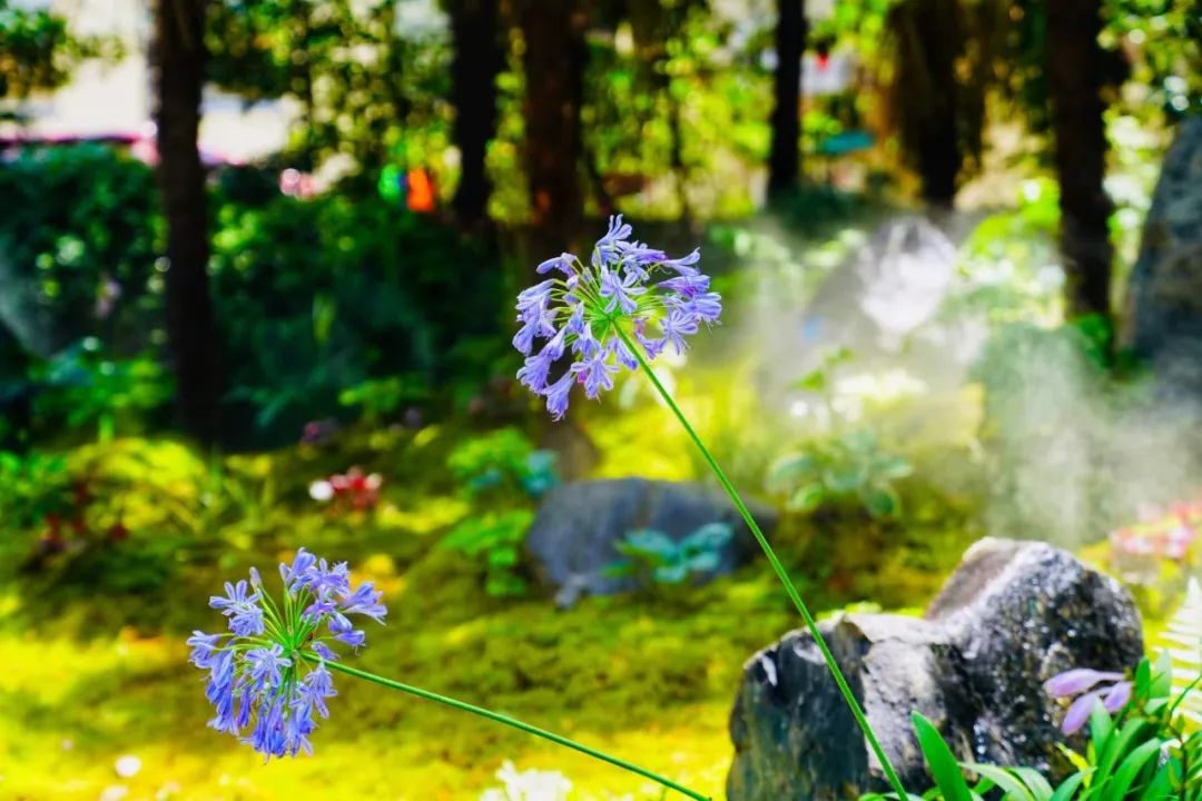 衡山花园（凯文绿地）景观设计丨中国上海丨上海北斗星景观设计院有限公司-98