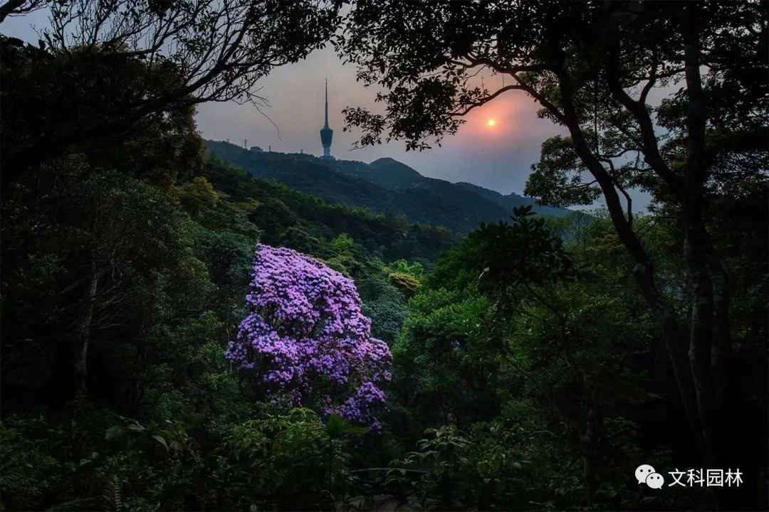 深圳市梧桐山第六届毛棉杜鹃花会景观设计丨中国深圳丨文科园林-26