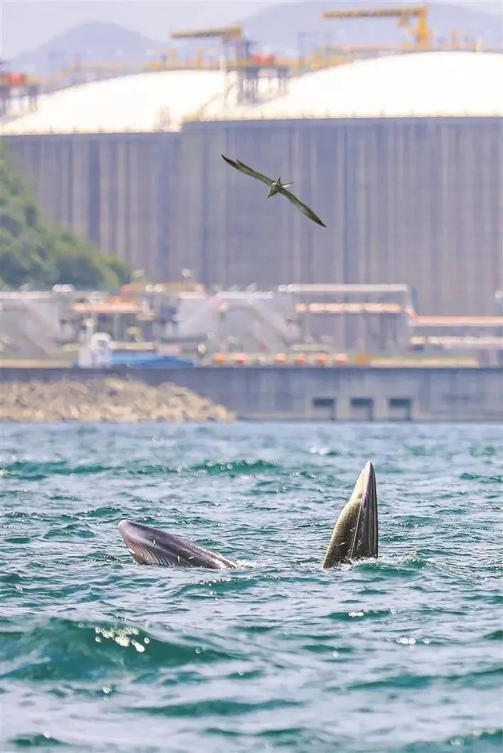 生如夏花 · 阳光城檀府125户型样板间丨中国蚌埠丨hi3 DESIGNERS-11