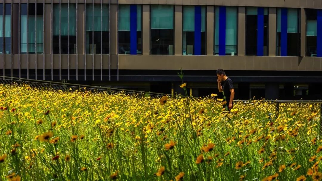 华鑫天地一期 | 建筑与景观的生态融合-85