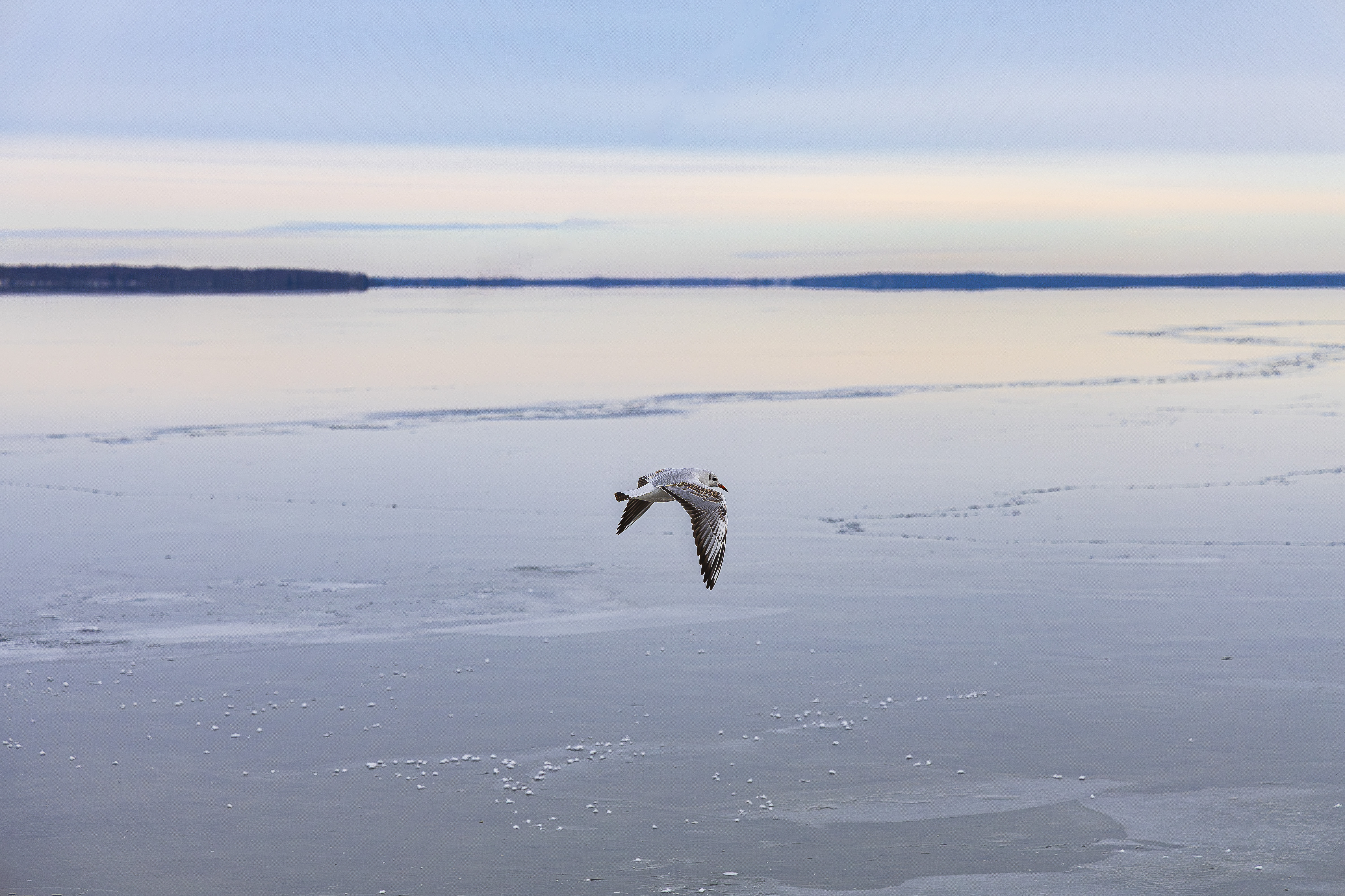 Птицы зимой. Birds in winter.-1