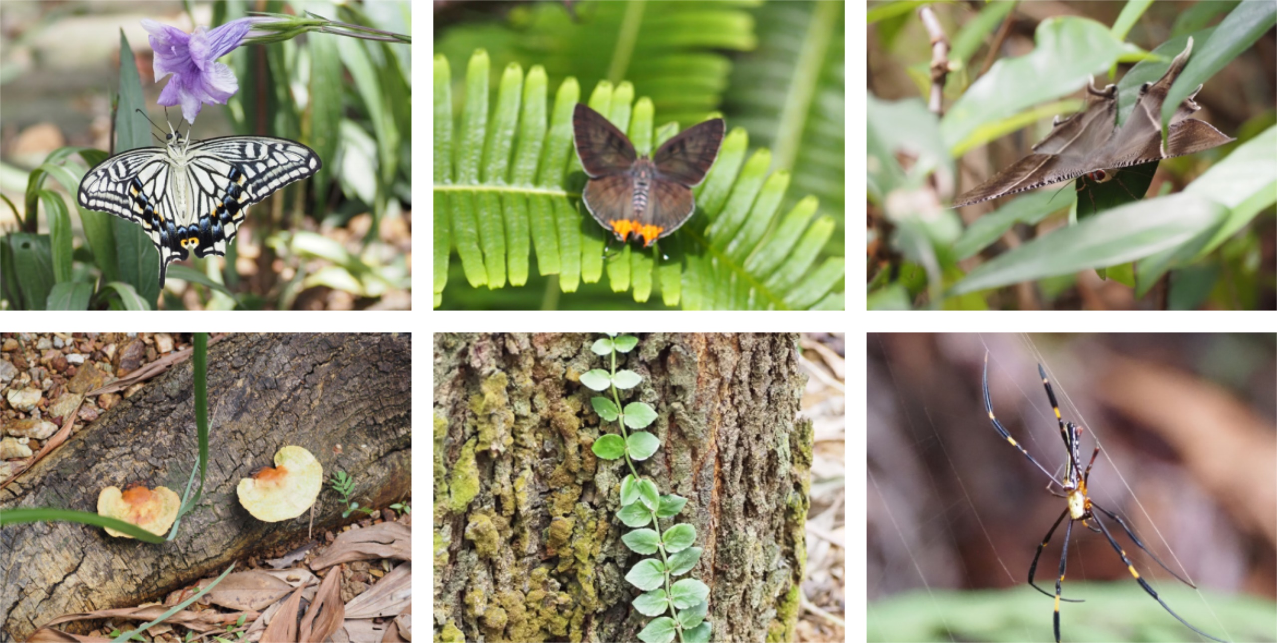 深圳市罗湖区东湖公园郊野径 – 莲塘口岸线丨中国深圳丨深圳市未名设计顾问有限公司 （WMLA）-98