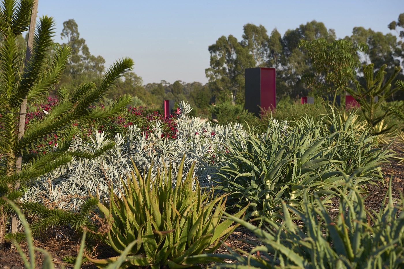 未来花园丨澳大利亚丨泰勒·卡利尔景观设计事务所-15