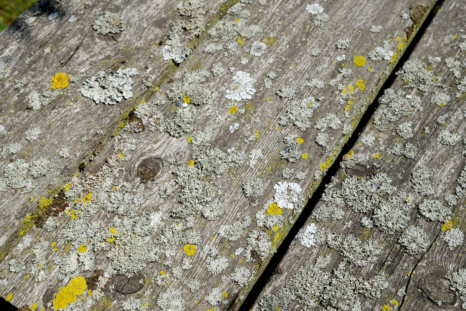 瑞士工厂池塘的绿色重生-25