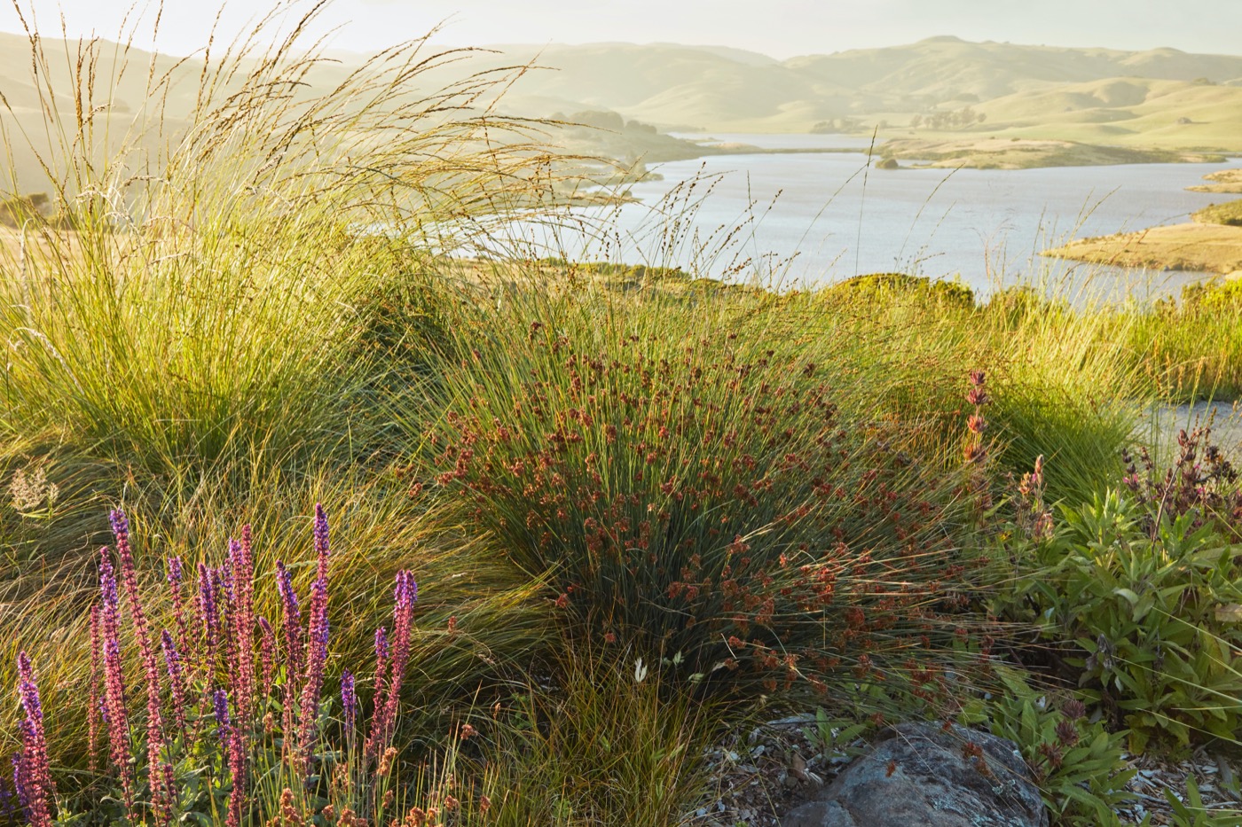加州牧场风景中的诗意花园丨美国加利福尼亚丨Terremoto-10