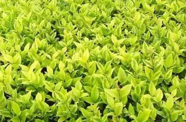 花境设计常用 60 种植物,让花园变得绚丽多彩-179