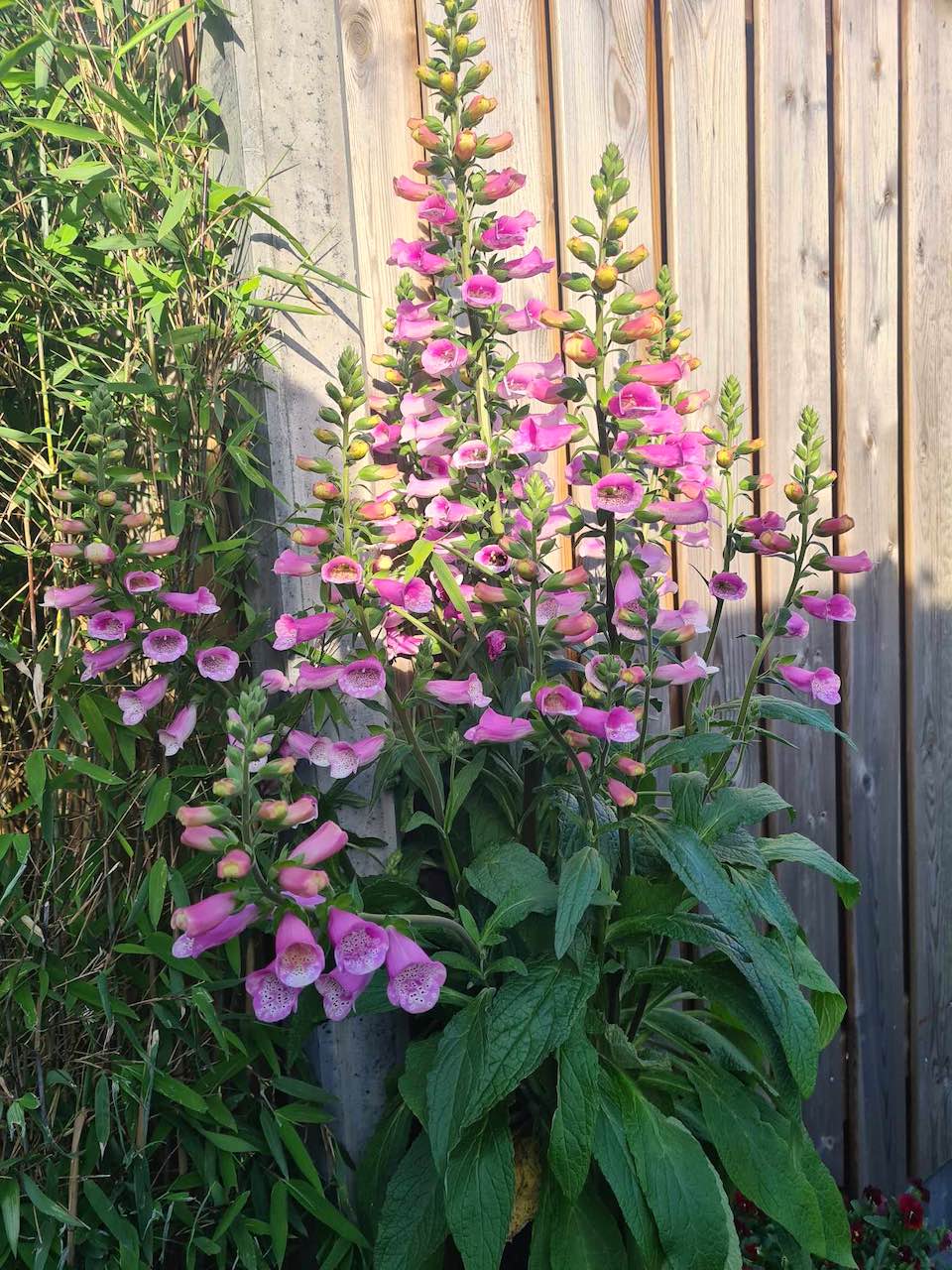 Margreet的带露台小花园丨荷兰阿森-33