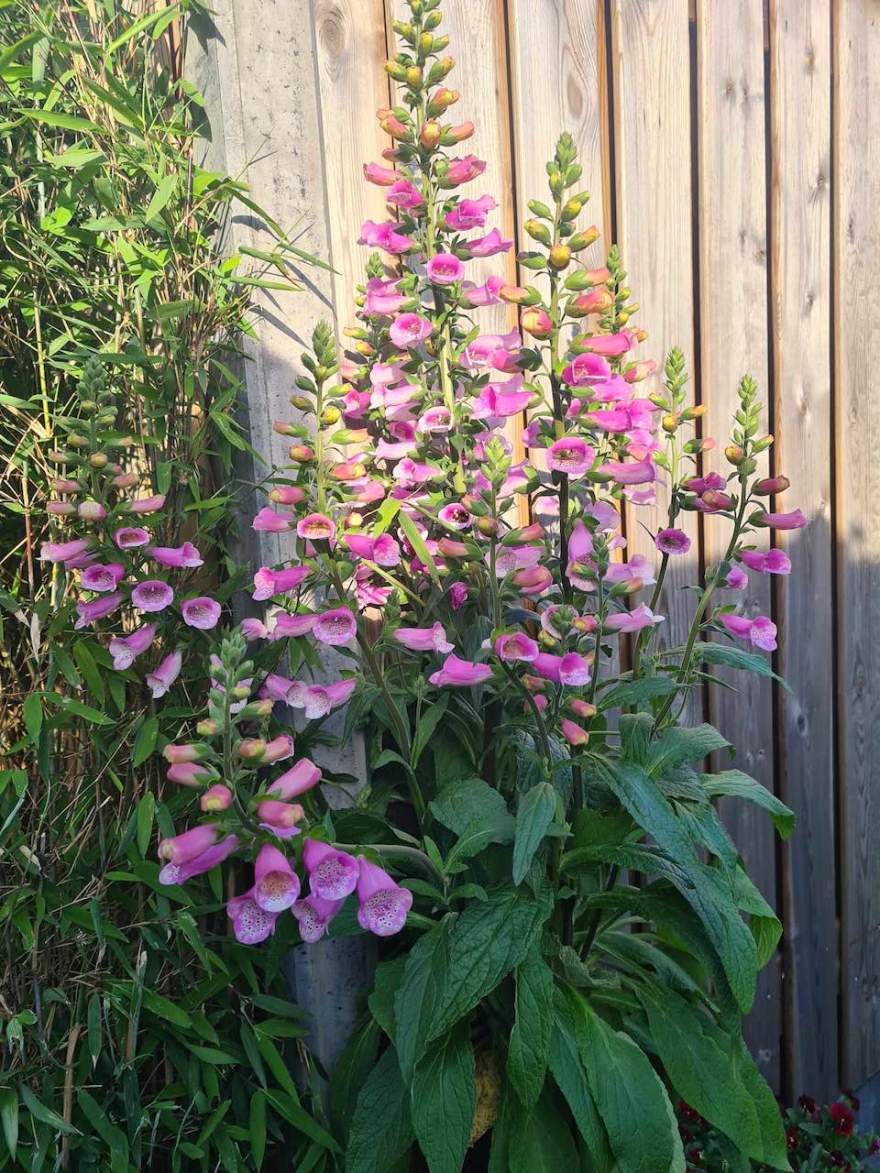 Margreet的带露台小花园丨荷兰阿森-33