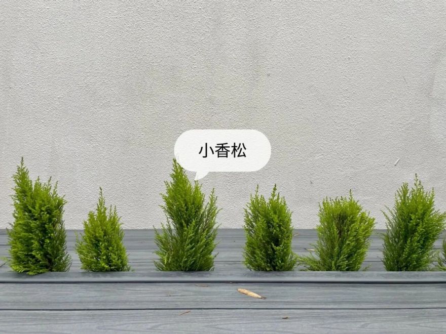 一个没有花的花园,全是绿植的高颜值花园改造,太美了-17