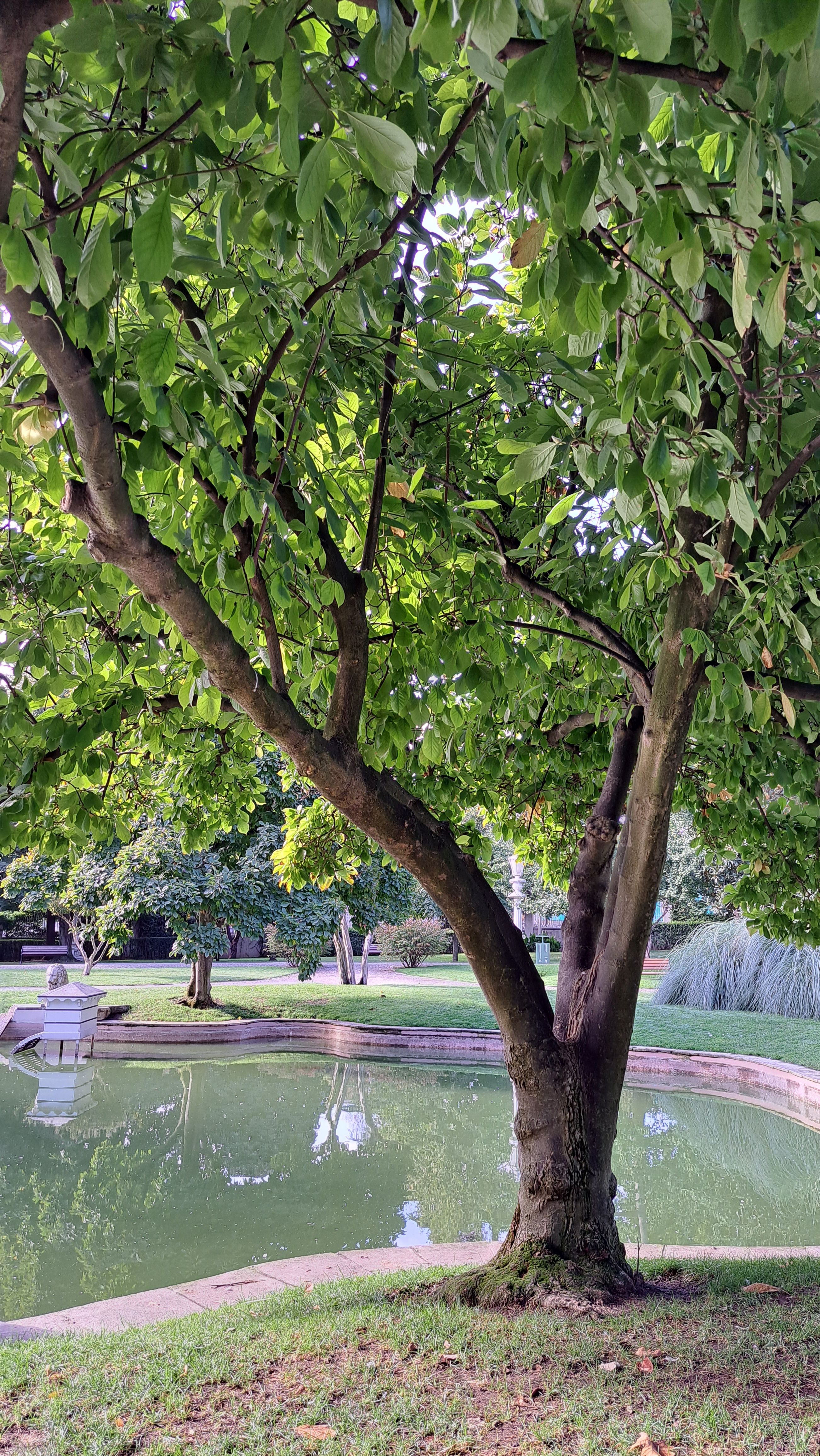 世界上的树木丨Sylvie D.-283