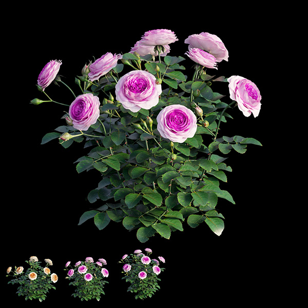 瑞典女王玫瑰-7