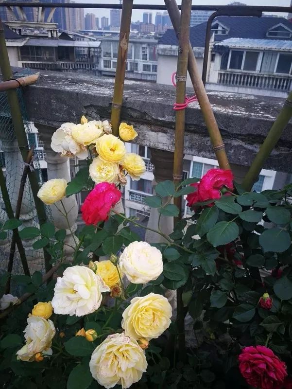 不惑之年，他自己动手建了一座楼顶花园，养花种菜喂鱼……-99