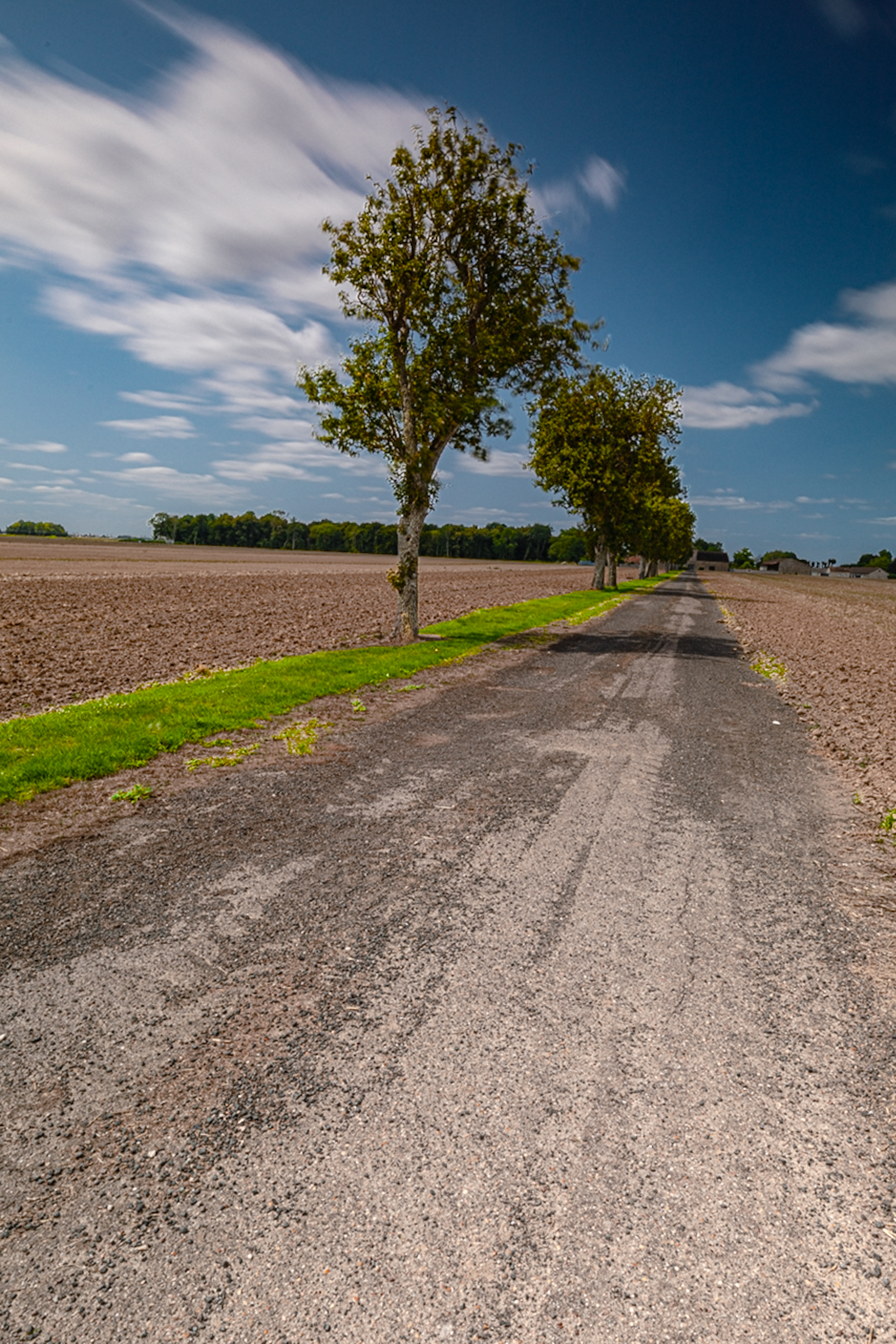 世界上的树木丨Sylvie D.-73