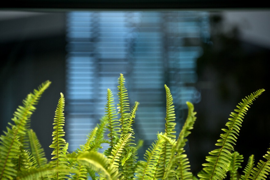 墨西哥“树屋”设计-31