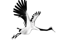 【新中式  瓯越韵】一个关于高级黑的水墨之居-24