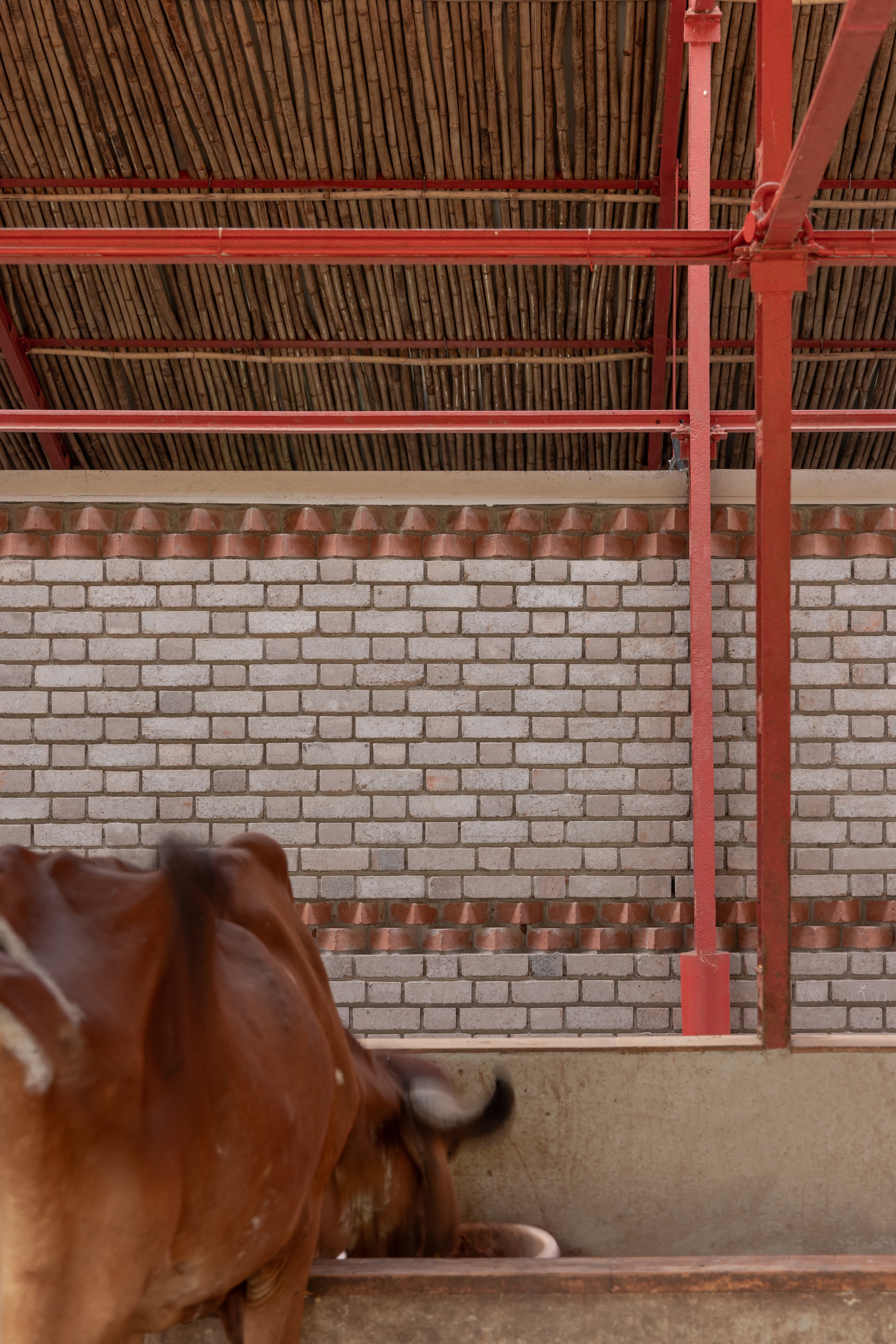 高哈尔畜牧业丨印度丨Compartment S4-31