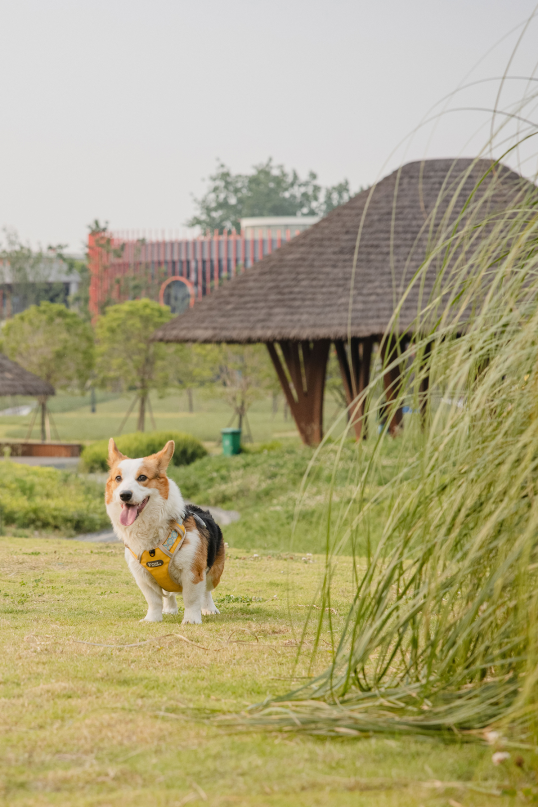 天府绿道·萌宠乐园｜良相设计-49