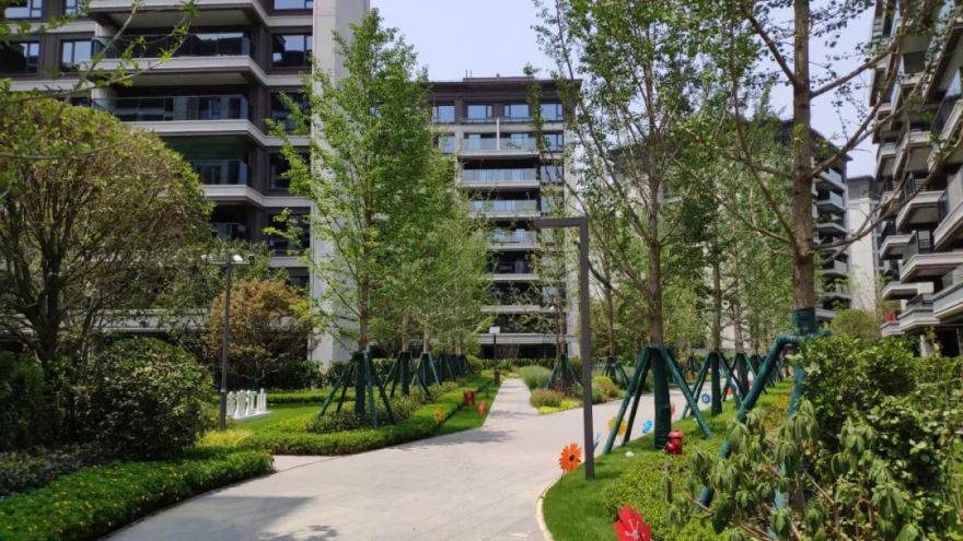 园路列植设计丨上景总工办-11