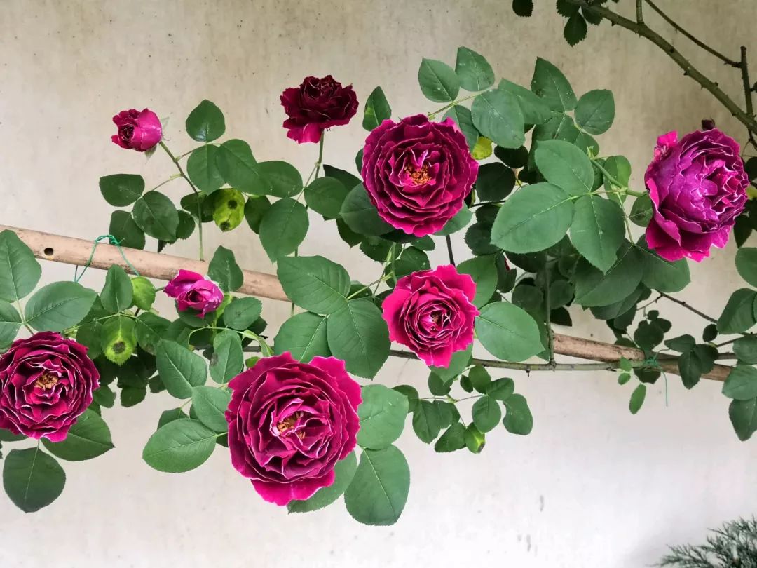 大叔也爱养花，3天造出个小花园，一分钱没花！-49