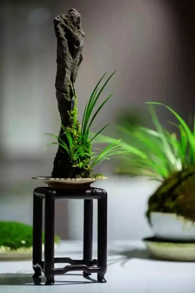 水中翠绿的诗意 | 菖蒲在园林设计中的应用-24