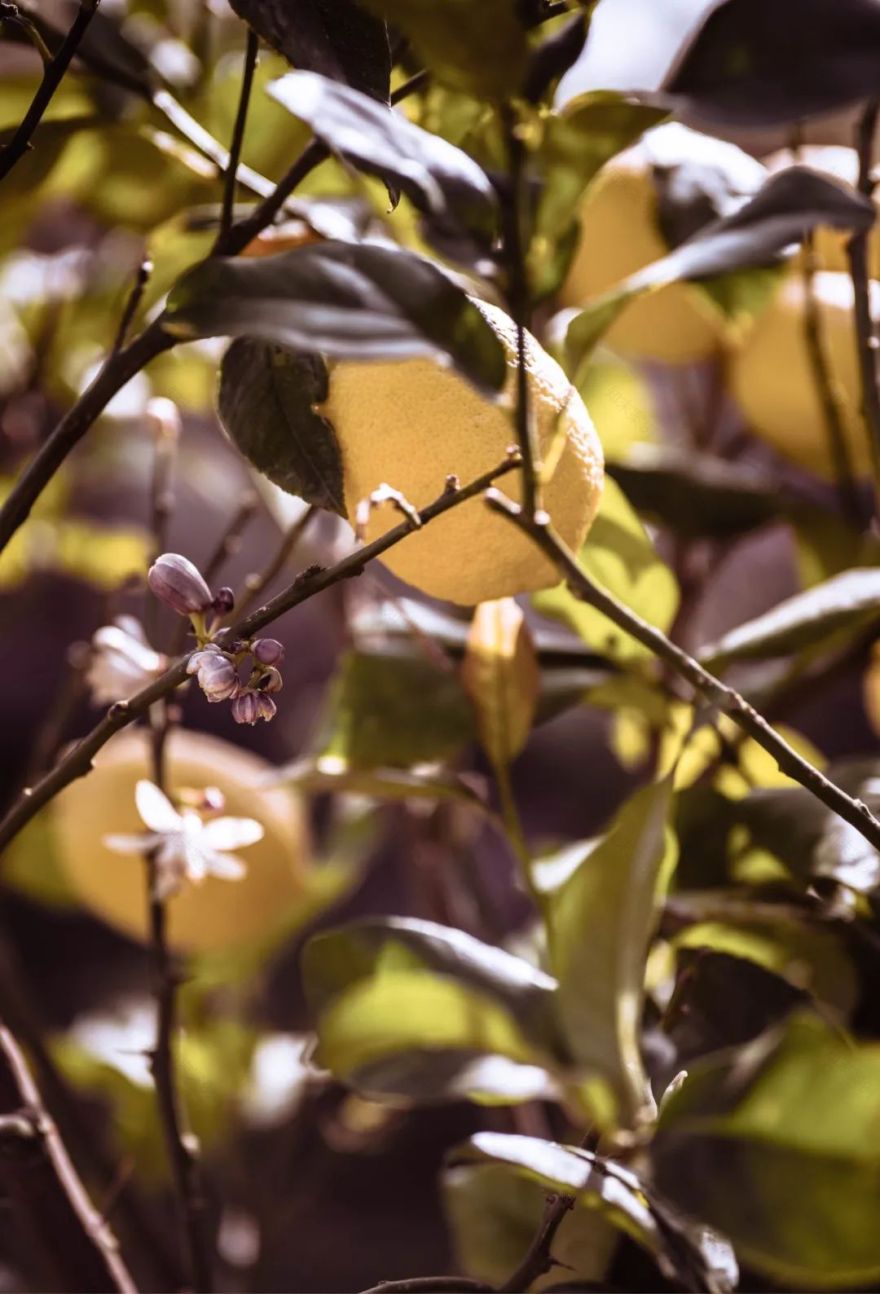 伊比沙岛自然之美 | La Granja Ibiza 农舍设计-26