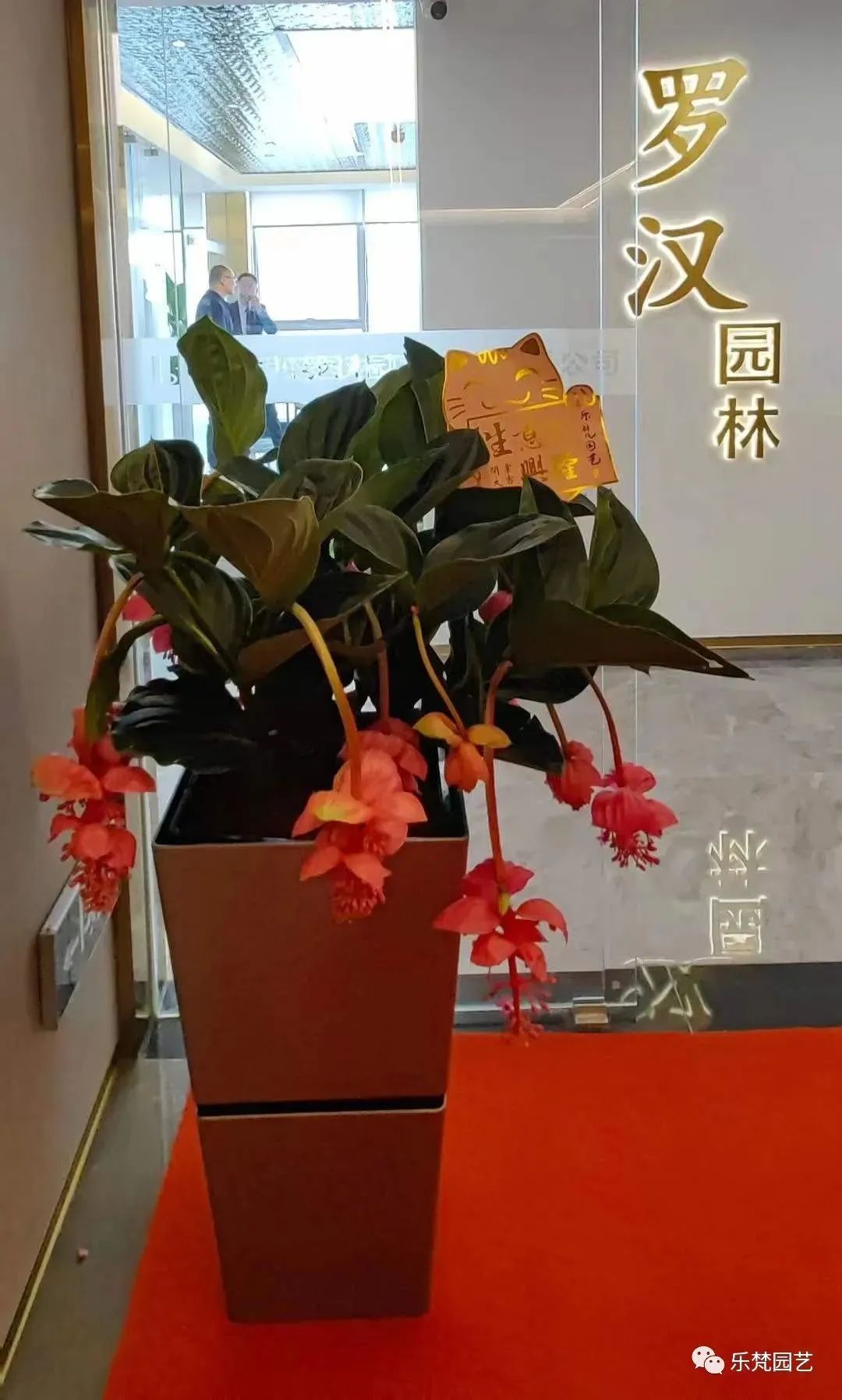 罗汉园林新办公区中庭景观丨中国成都丨成都乐梵缔境园艺有限公司-27