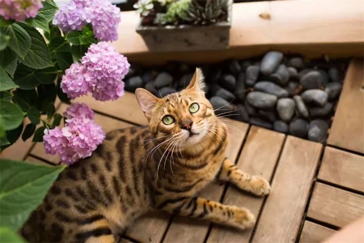 打造惊艳阳台,7 种花卉让空间焕发生机-27