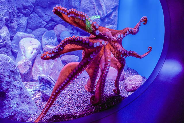 莫斯科海洋与生物中心“莫斯科水族馆”丨俄罗斯莫斯科丨Aqua Logo Engineering（暂译:水标工程公司）-20