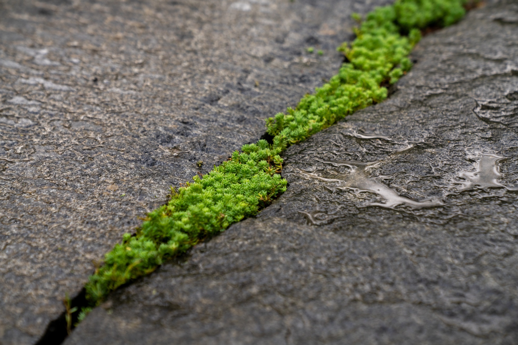 苏州建发·檀府丨中国苏州丨广州知行景观规划设计有限公司-93