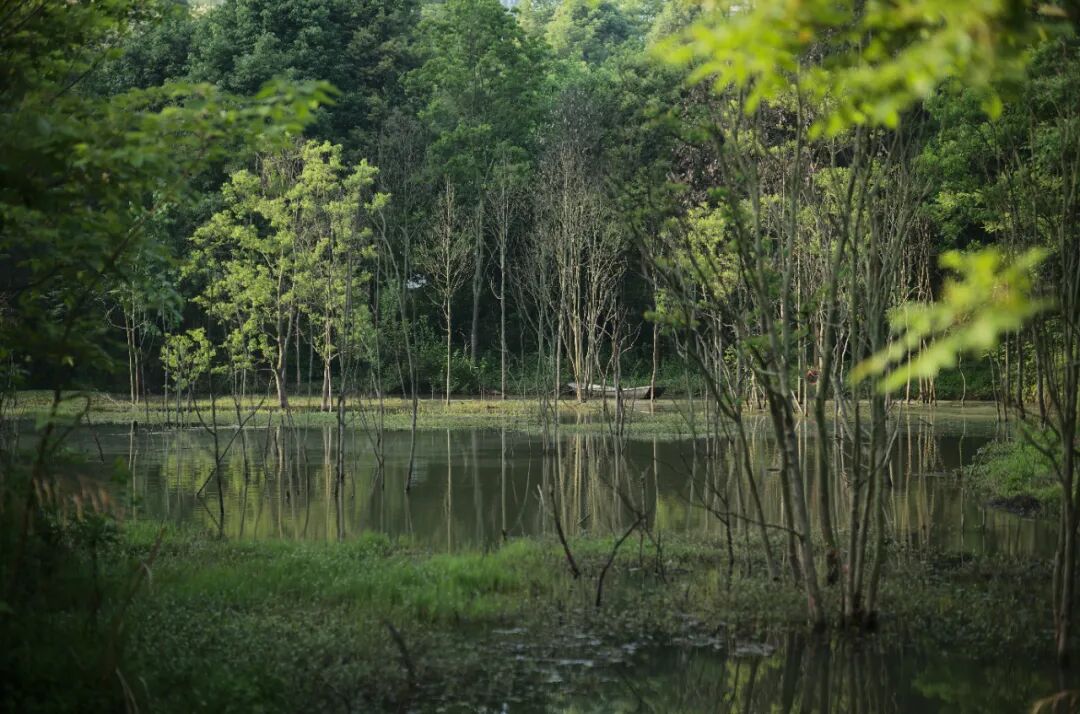 城市掌心的生态山野——麓野公园-176