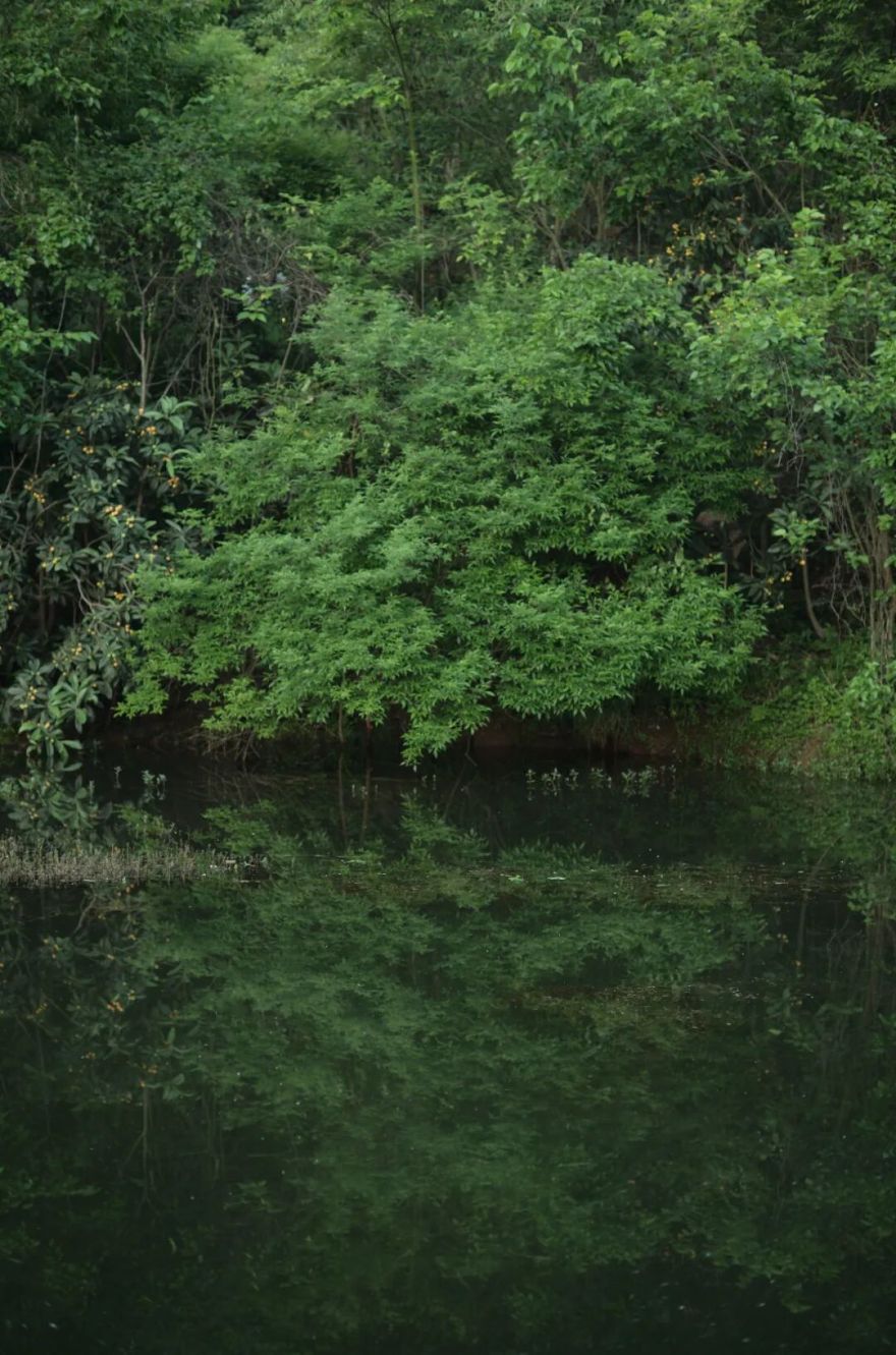城市掌心的生态山野——麓野公园-185