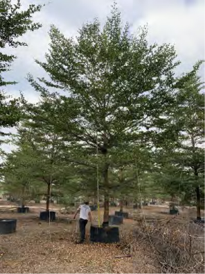 广州中海·左岸澜庭园区丨中国广州丨成都赛肯思创享生活景观设计股份有限公司-71