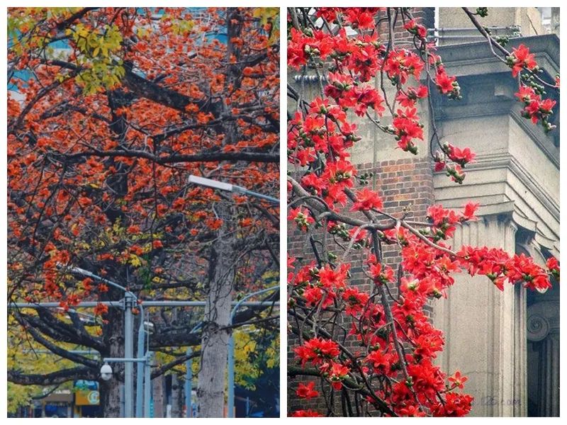 花漾广州 · 四季繁花的花城时空丨中国广州丨GZPI景观与旅游规划设计所-36