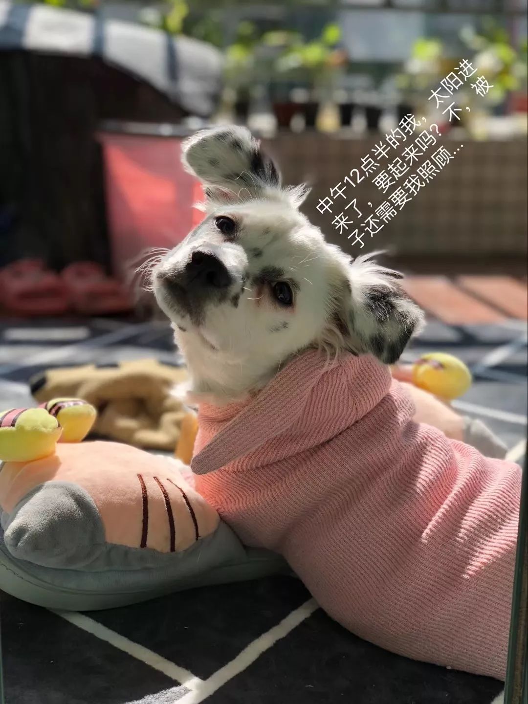 温暖 ENJOY | 从流浪狗到办公室宠儿的感人故事-56