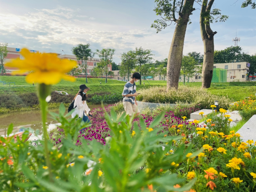 重生之河 | 广州大坦沙岛“蓝色命脉”的生态复兴-104