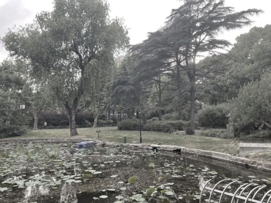 中国园林·理事专栏|“拓”之力量:杨浦公园改造纪实(三)-134