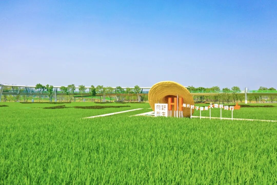 长沙人，周末+1！大泽湖近自然湿地公园惊艳亮相-35