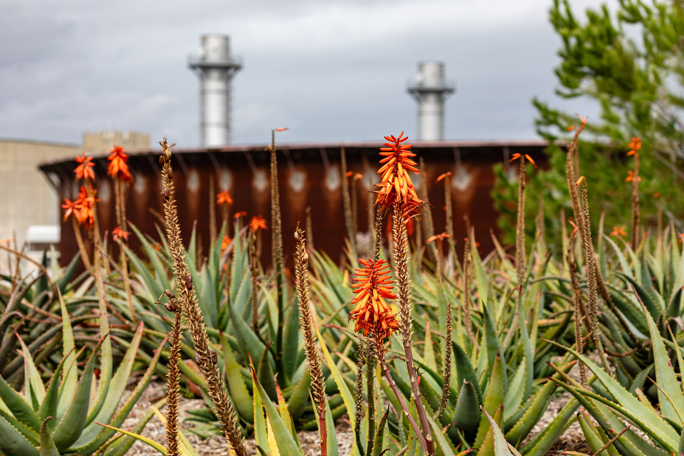 Sasaki completes waterfront transformation and public park in the Port of Los Angeles-28