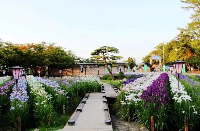 水中翠绿的诗意 | 菖蒲在园林设计中的应用-3