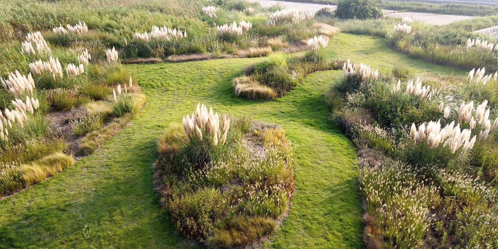 多岛海野草公园丨中国日照丨孔祥伟工作室-109