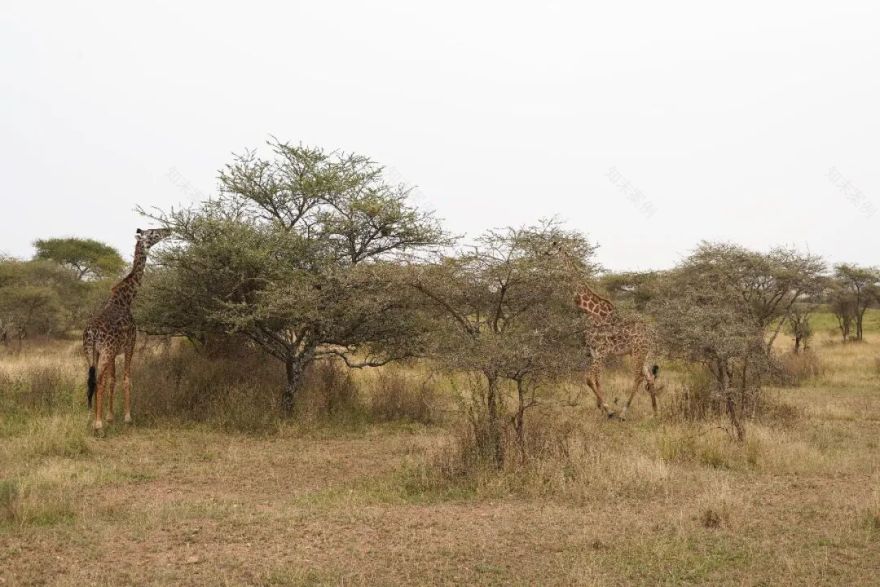 非洲考察1|初抵塞伦盖蒂-44