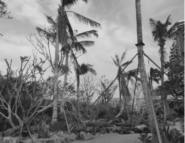 于热带秘境中编织生活美学|江东麓岛阅海澜岸2期花境项目-15