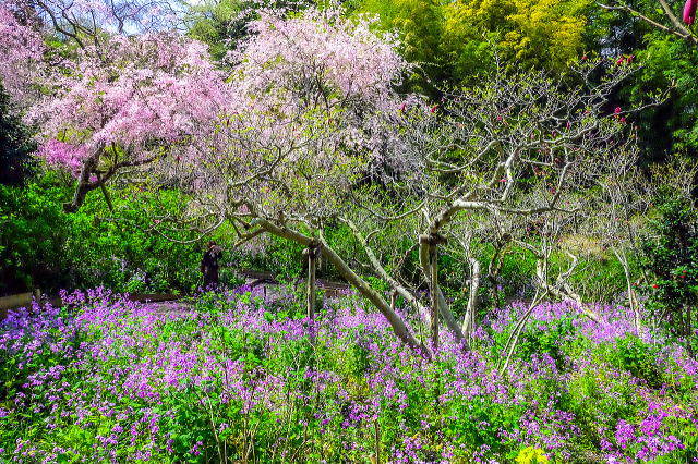 明月院庭园等景观丨日本神奈川-40