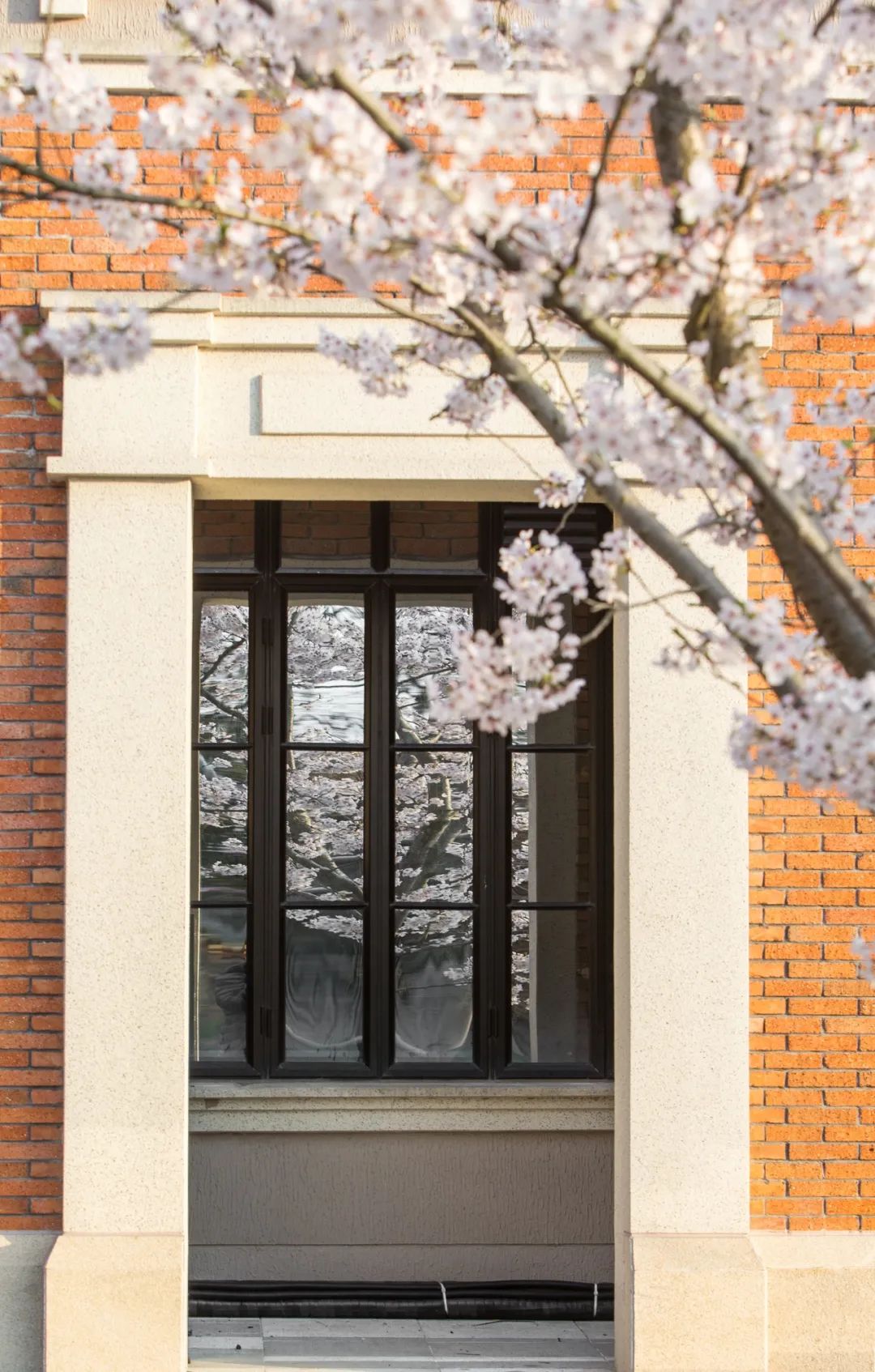 魔都五大赏樱胜地丨中国上海-69