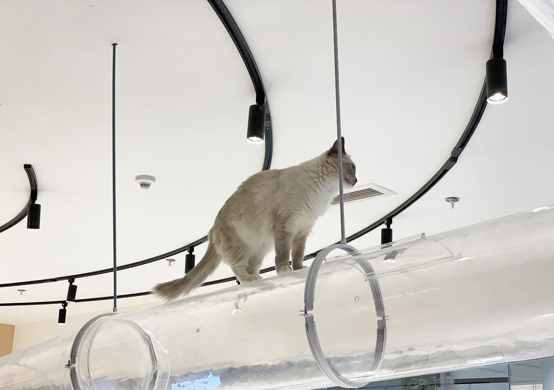 喵星人入侵 · 猫咪共享空间丨中国青岛丨黄士华-2