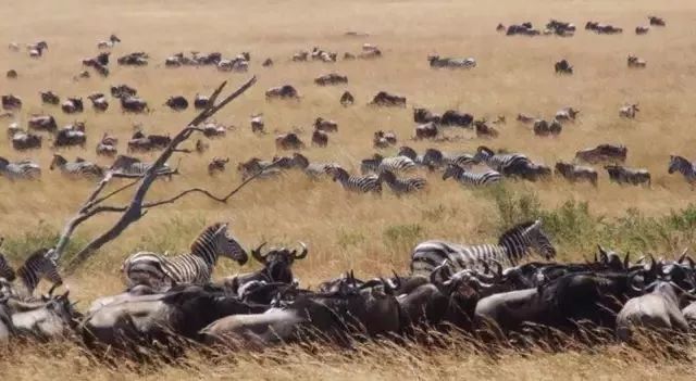 《Science》公布的 125 个最具挑战性的科学问题,你感兴趣的是哪个?-168