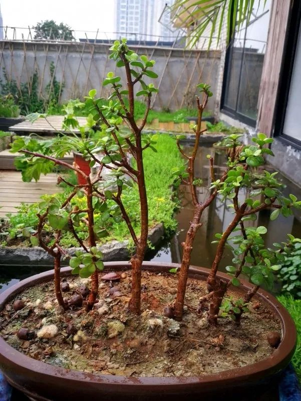 不惑之年，他自己动手建了一座楼顶花园，养花种菜喂鱼……-199